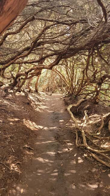 Tenerife Anaga Mountains: Circular hike in the laurel forest  small group max. 10 - Practical Details & Tips