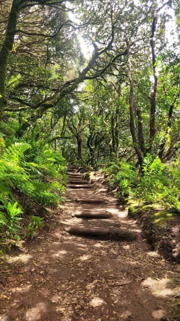 Tenerife Anaga Mountains: Circular hike in the laurel forest  small group max. 10 - Reviews: Authentic Feedback