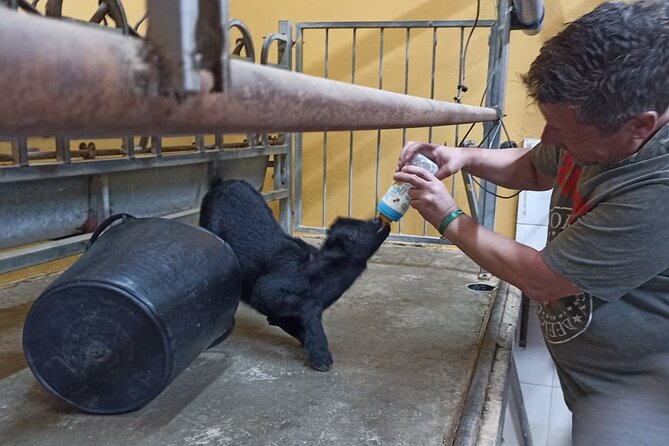 Tenerife Animal Farm Private Car Tour. Canarian Cheese and Wine - Traveler Reviews and Ratings