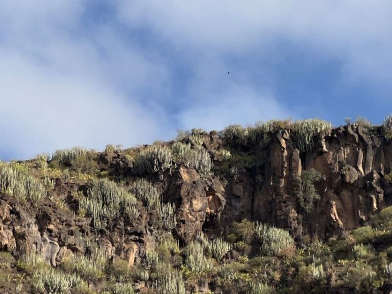 Tenerife: Barranco Del Infierno Guided Hiking Tour - Key Points