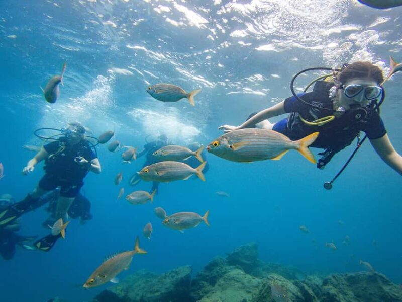 Tenerife: Beginner Scuba Dive Experience with Small Groups - An In-Depth Look at the Tenerife Beginner Scuba Experience