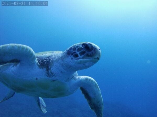 Tenerife: Beginners Dive at a Spot With Turtle Sightings - Additional Information