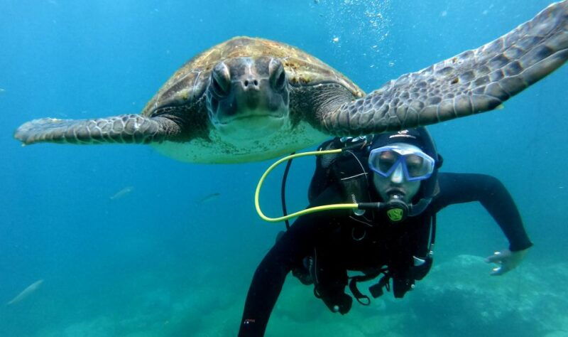 Tenerife: Beginners Scuba Dive Experience in Turtle Area - Itinerary Details
