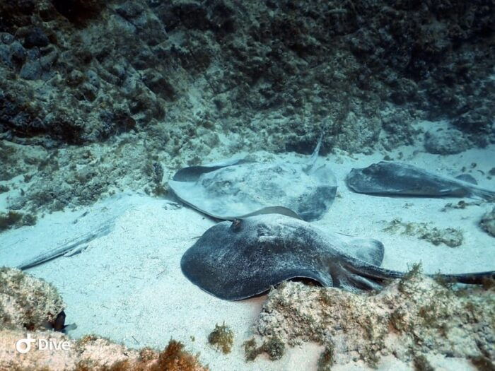 Tenerife: Beginners Scuba Dive Experience in Turtle Area - Exploring the Underwater World
