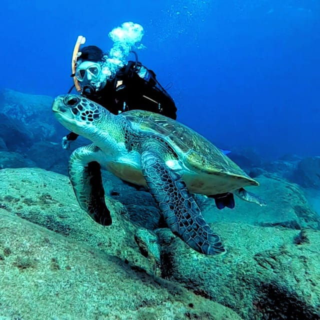 Tenerife: Beginners Scuba Dive Experience in Turtle Area - Capturing Memories