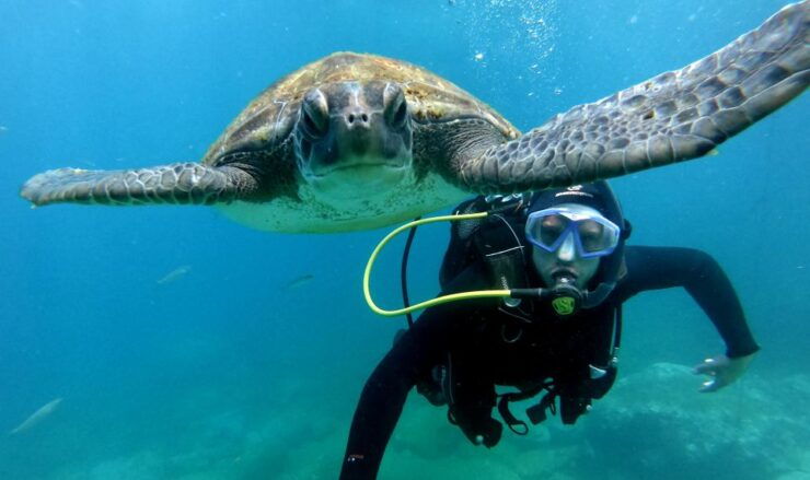 Tenerife: Beginners Scuba Dive in Puerto Colon Turtle Area - Activity Details