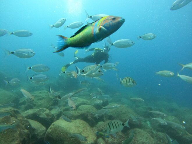 Tenerife: Beginners Scuba Dive in Puerto Colon Turtle Area - Activity Title and Location
