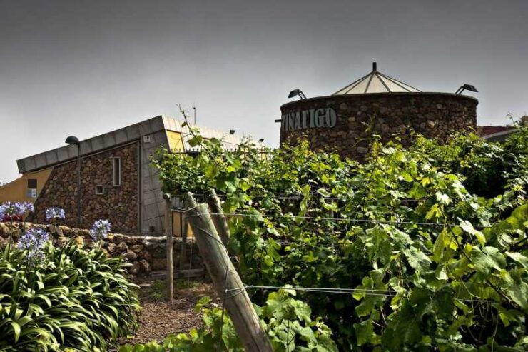 Tenerife: Bodega Viñatigo - Commented Tasting of 6 Wines - Pricing and Reservations