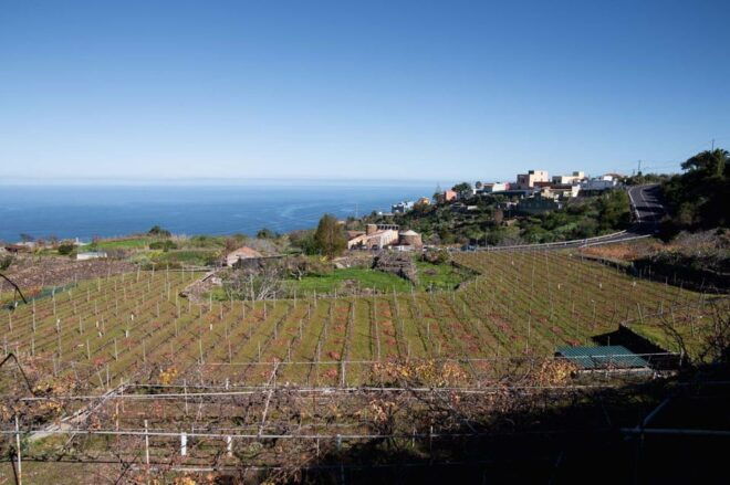 Tenerife: Bodega Viñatigo - Commented Tasting of 6 Wines - Winemaking Insights