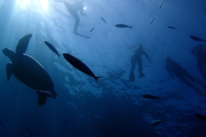 Tenerife Callao Salvaje Small-Group Snorkeling Tour - Logistics