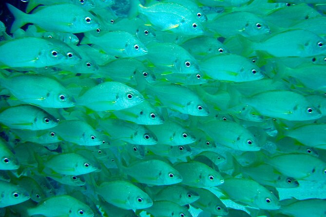 Tenerife Callao Salvaje Small-Group Snorkeling Tour - Cancellation Policy