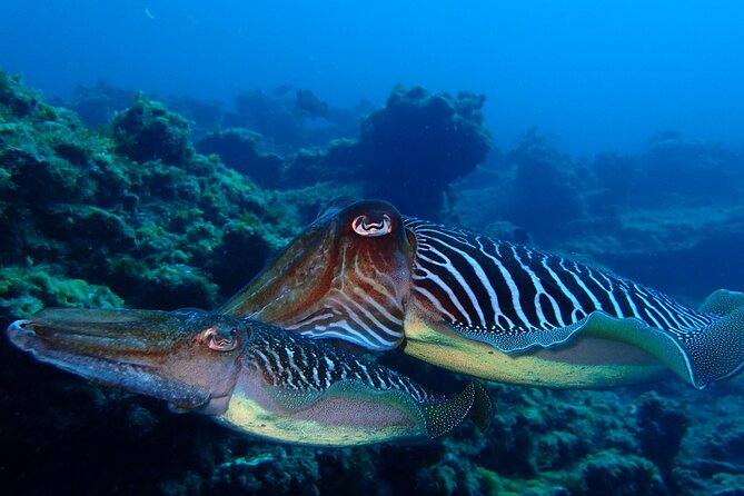 Tenerife Callao Salvaje Small-Group Snorkeling Tour - Common Questions