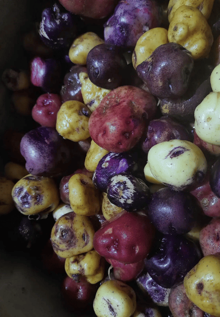 Tenerife: Canary History and Color Potatoes - Discovering the Birthplace of Colored Canarian Potatoes