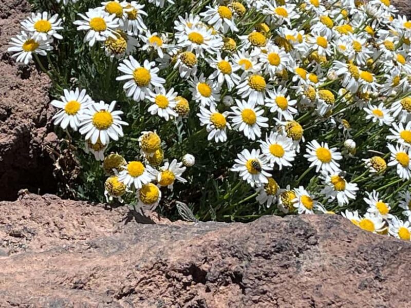 Tenerife: Climb to the peak with an official permit and guide - The Real Value of the Tour