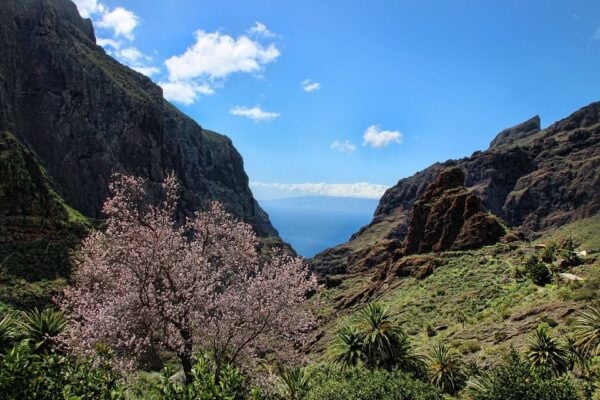 Tenerife: Complete Island Tour With Masca - Positive Customer Experiences