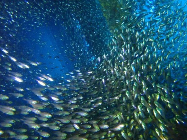 Tenerife: Costa Adeje Private Diving Lesson Experience - Overall Customer Rating and Reviews
