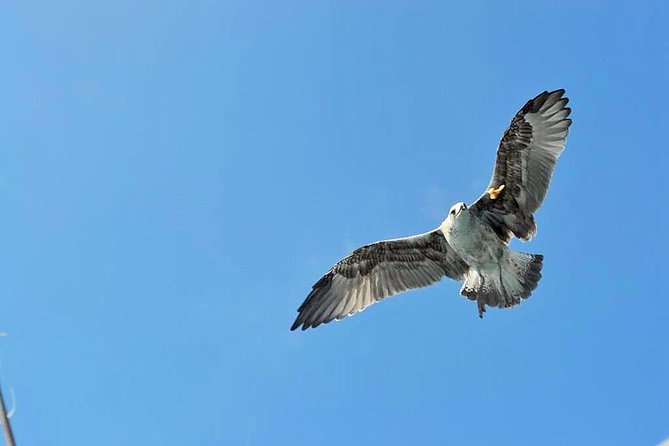 Tenerife Cruise With Snorkeling, Whale Watching - Pickup and Logistics