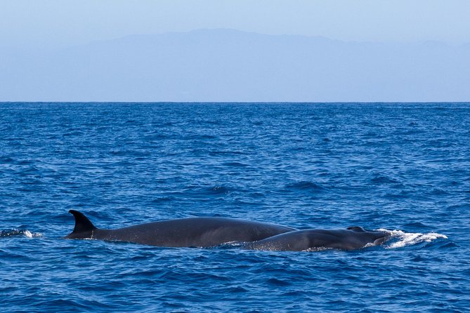 Tenerife Cruise With Snorkeling, Whale Watching - Snorkeling Experience