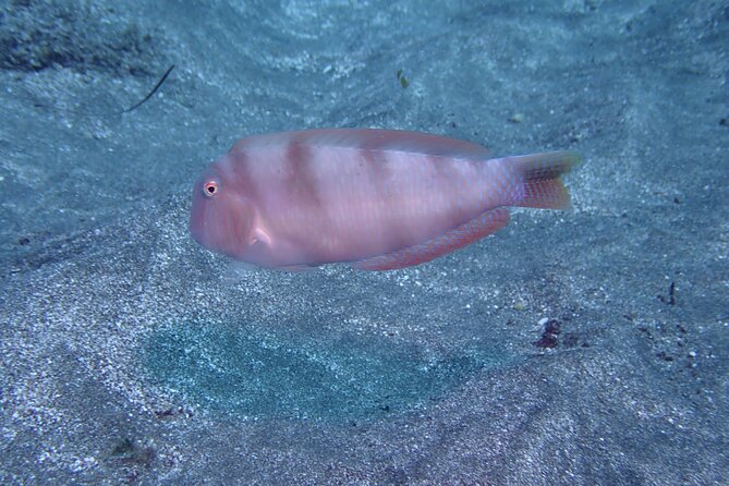 Tenerife Diving Course for Beginners With Two Dives - Inclusions