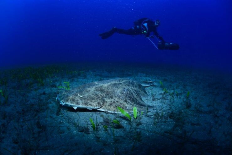 Tenerife: Diving W/ Underwater Scooter (Dpv) - Experience Highlights