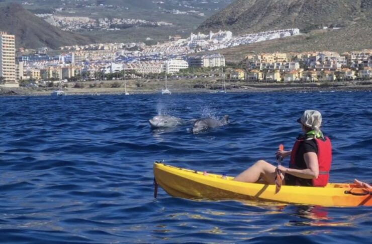 Tenerife: Dolphin Kayak Safari and Sea Turtle Snorkeling - Highlights