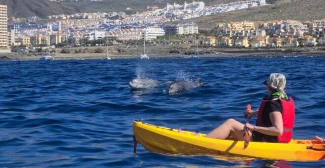 Tenerife: Dolphin Kayak Safari and Sea Turtle Snorkeling - Full Description