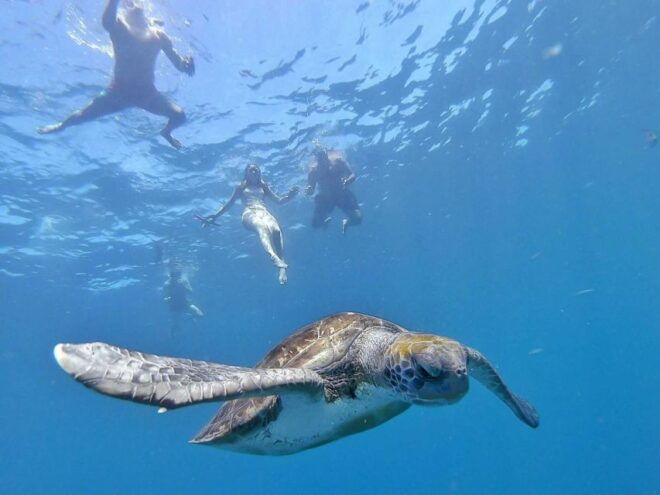 Tenerife: Dolphin Kayak Safari and Sea Turtle Snorkeling - Departure Point