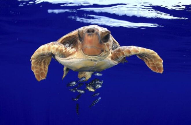 Tenerife: Dolphin Kayak Safari and Sea Turtle Snorkeling - Kayaking Route