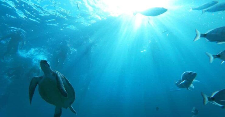 Tenerife: Eco-Kayak & Snorkel Tour Marine Reserve - Good To Know