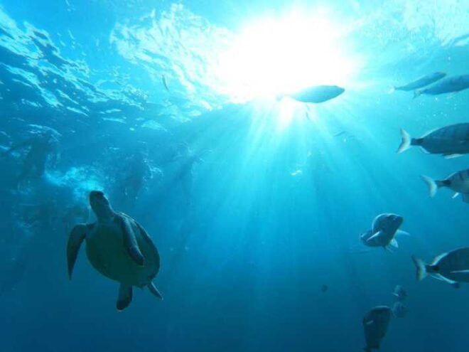 Tenerife: Eco-Kayak & Snorkel Tour Marine Reserve - Explore Tenerifes Nature Reserves