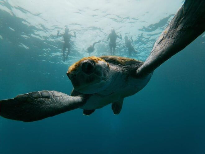 Tenerife: Eco-Kayak & Snorkel Tour Marine Reserve - Eco-Excursion Suitable for Families