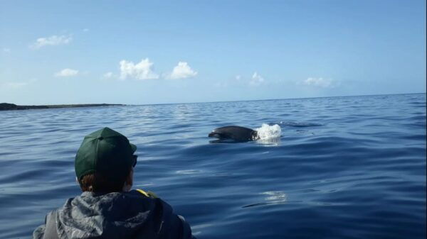 Tenerife Exclusive Small Group Kayaking Tour With Snorkeling - Getting to the Starting Location