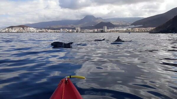 Tenerife Exclusive Small Group Kayaking Tour With Snorkeling - Frequently Asked Questions