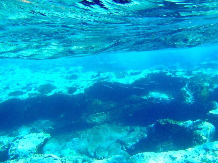 Tenerife Exclusive Snorkeling Trip With Marine Biologist - Activity Details