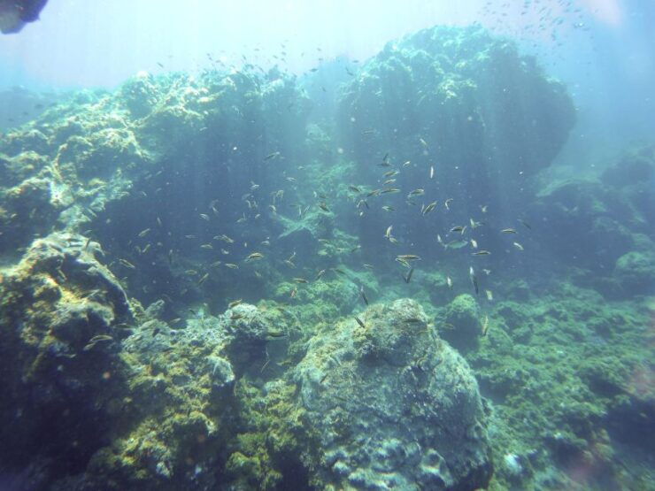 Tenerife Exclusive Snorkeling Trip With Marine Biologist - Experience Highlights