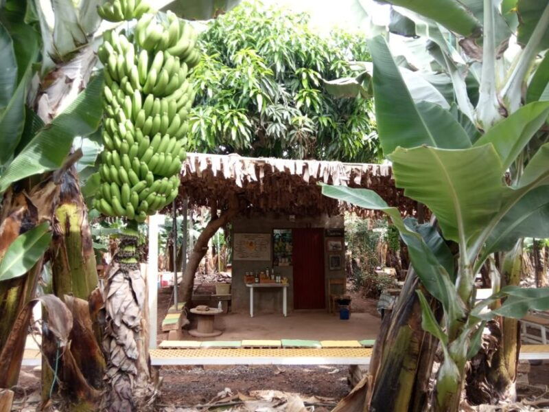 Tenerife: Finca Las Margaritas Banana Plantation Experience - Tour Options Available