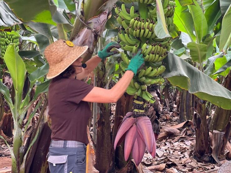 Tenerife: Finca Las Margaritas Banana Plantation Experience - Experience Highlights