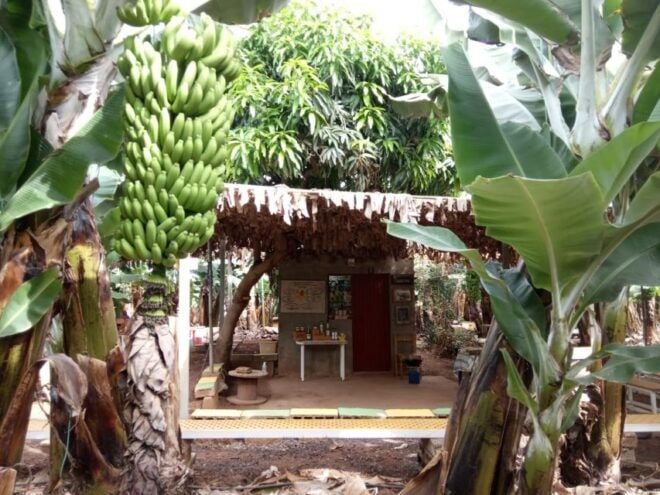 Tenerife: Finca Las Margaritas Banana Plantation Experience - Full Description