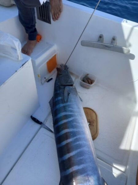 Tenerife: Fishing Boat Trip - Common Questions