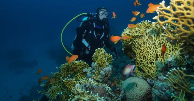 Tenerife: Full-Day The Best Dives for Certified Divers - Dive Sites Overview