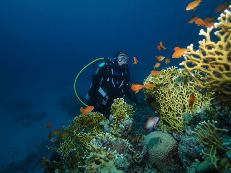 Tenerife: Full-Day The Best Dives for Certified Divers - Marine Life Encounters