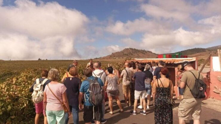 Tenerife: Gastro Wine South Experience - Tour Highlights to Look Forward To
