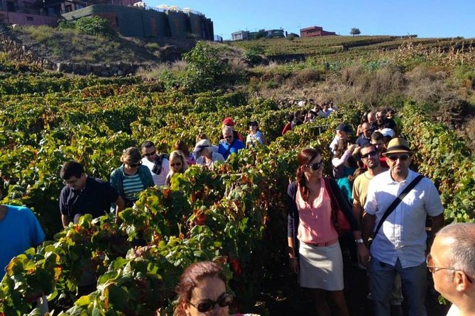 Tenerife Gastronomy Tour With Two Winery Visits and 4-Course Lunch - Wine Making Process