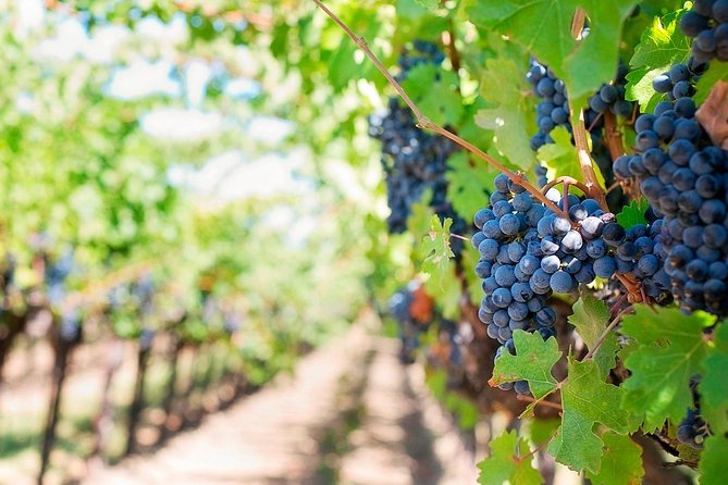 Tenerife Gastronomy Tour With Two Winery Visits and 4-Course Lunch - The Sum Up