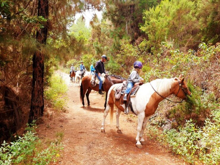 Tenerife: Guided Horseback Riding Tour to the Lomo Forest - Booking Details