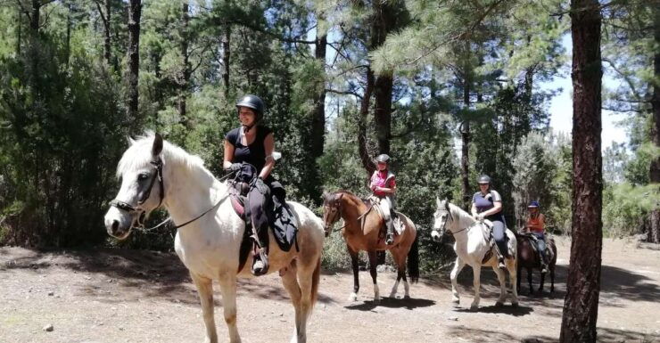 Tenerife: Guided Horseback Riding Tour to the Lomo Forest - Experience Highlights