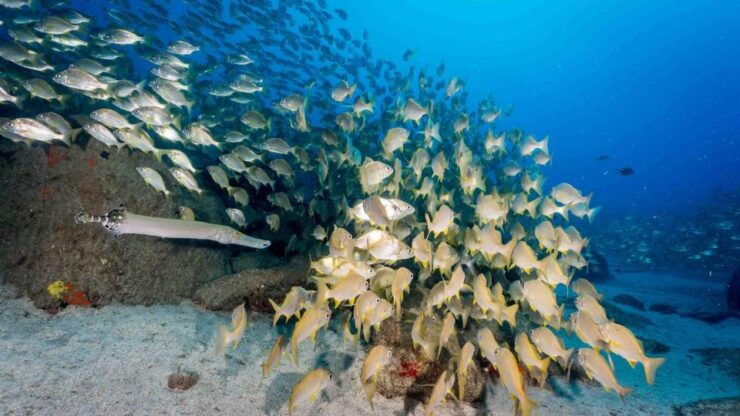 Tenerife; Guided Scuba Diving Trips by Boat in Small Groups - Activity Details
