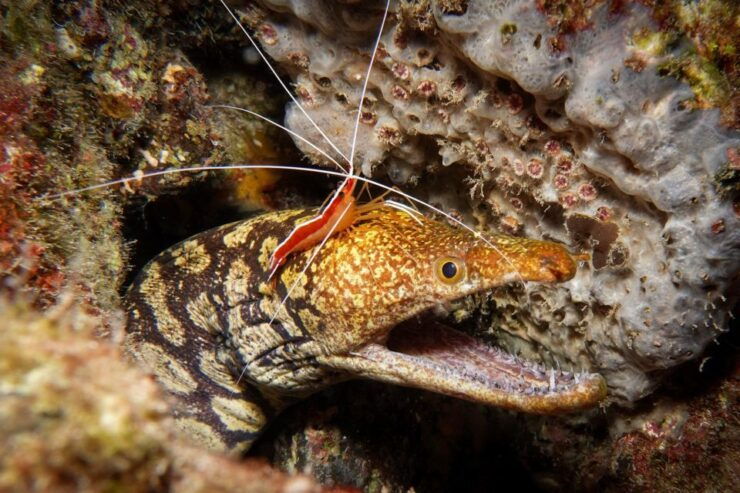 Tenerife; Guided Scuba Diving Trips by Boat in Small Groups - Activity Description