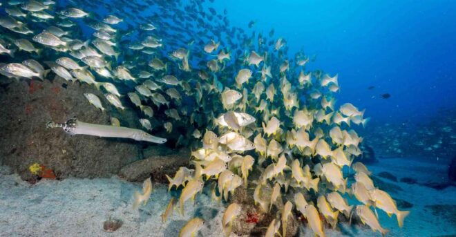 Tenerife; Guided Scuba Diving Trips by Boat in Small Groups - Inclusions