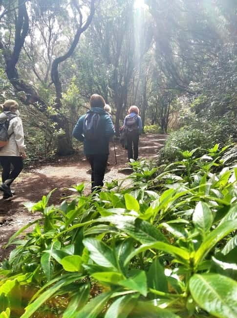 Tenerife: Guided tour guide in the Anaga Rural Park - An Introduction to the Anaga Guided Tour